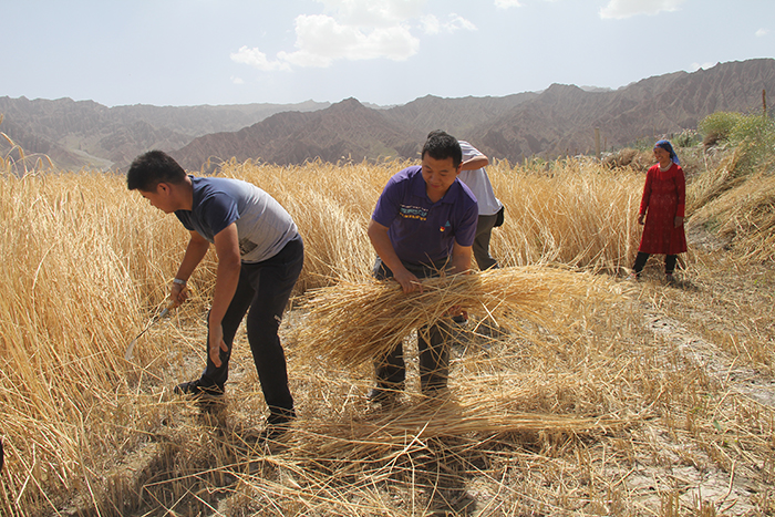 阿克陶县督导组帮群众收割麦子.jpg
