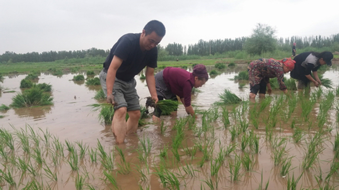 喀什市帮助村民插秧.jpg